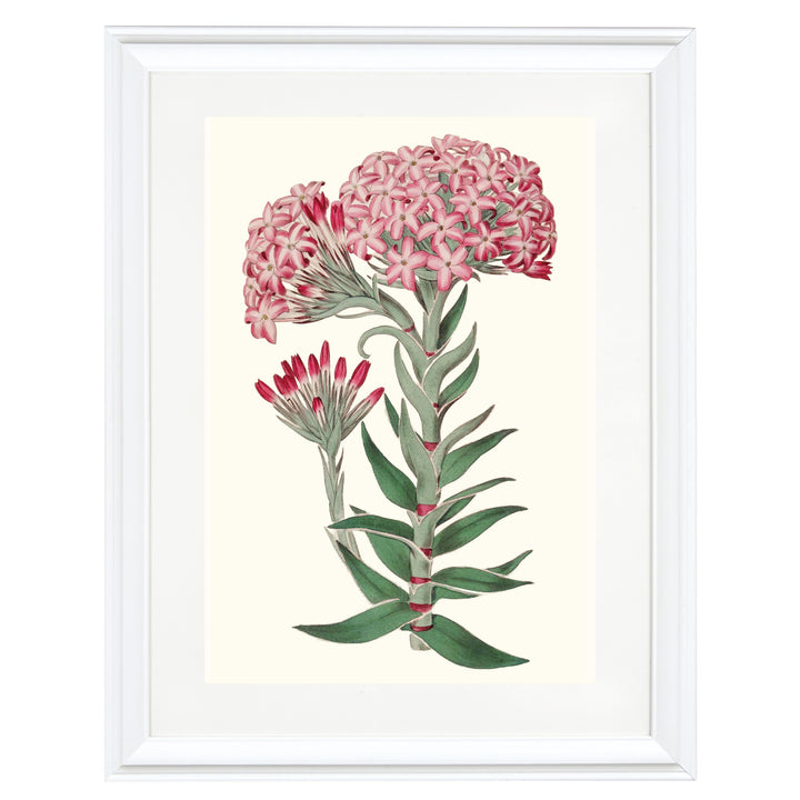 Vintage Sedum Telephium Art Print