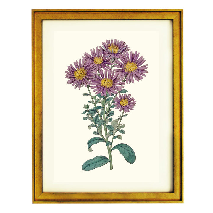 Aster Amellus Botanical Art Print