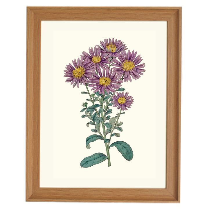 Aster Amellus Botanical Art Print