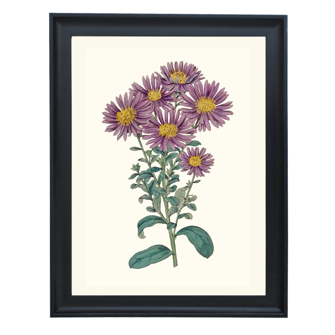 Aster Amellus Botanical Art Print