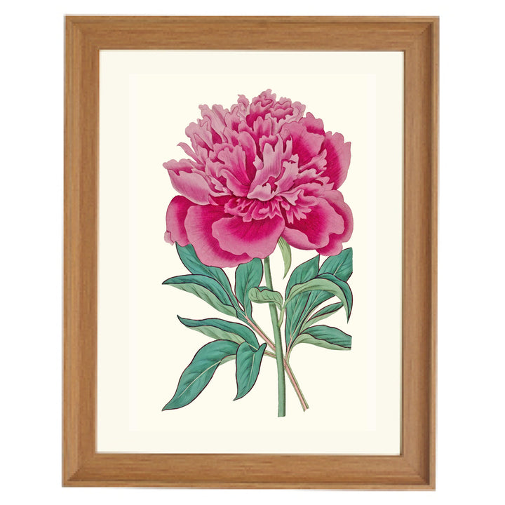 Vintage French Peony Art Print