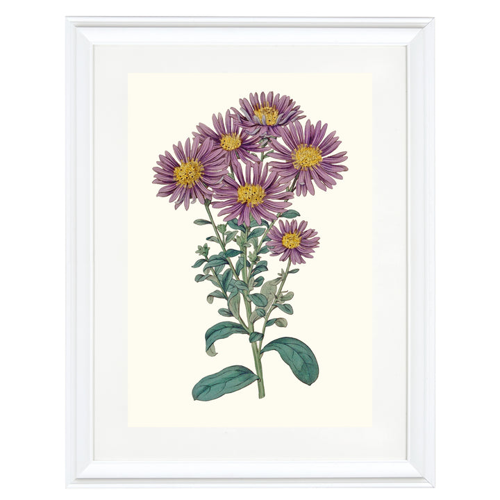 Aster Amellus Botanical Art Print