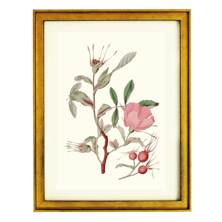 Vintage Rosa Canina Art Print