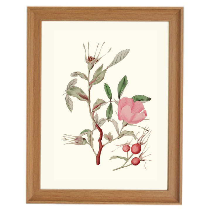 Vintage Rosa Canina Art Print