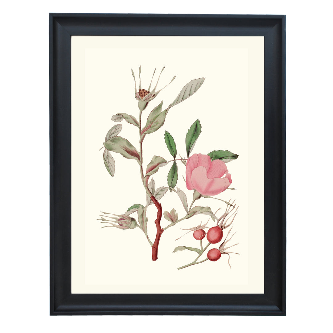 Vintage Rosa Canina Art Print