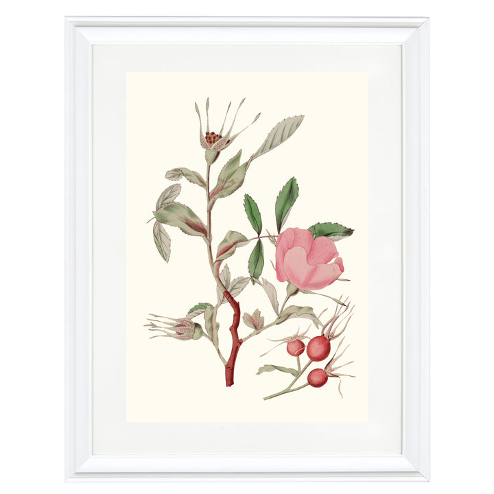 Vintage Rosa Canina Art Print