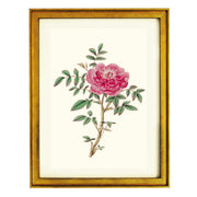 Rosa Microphylla Art Print