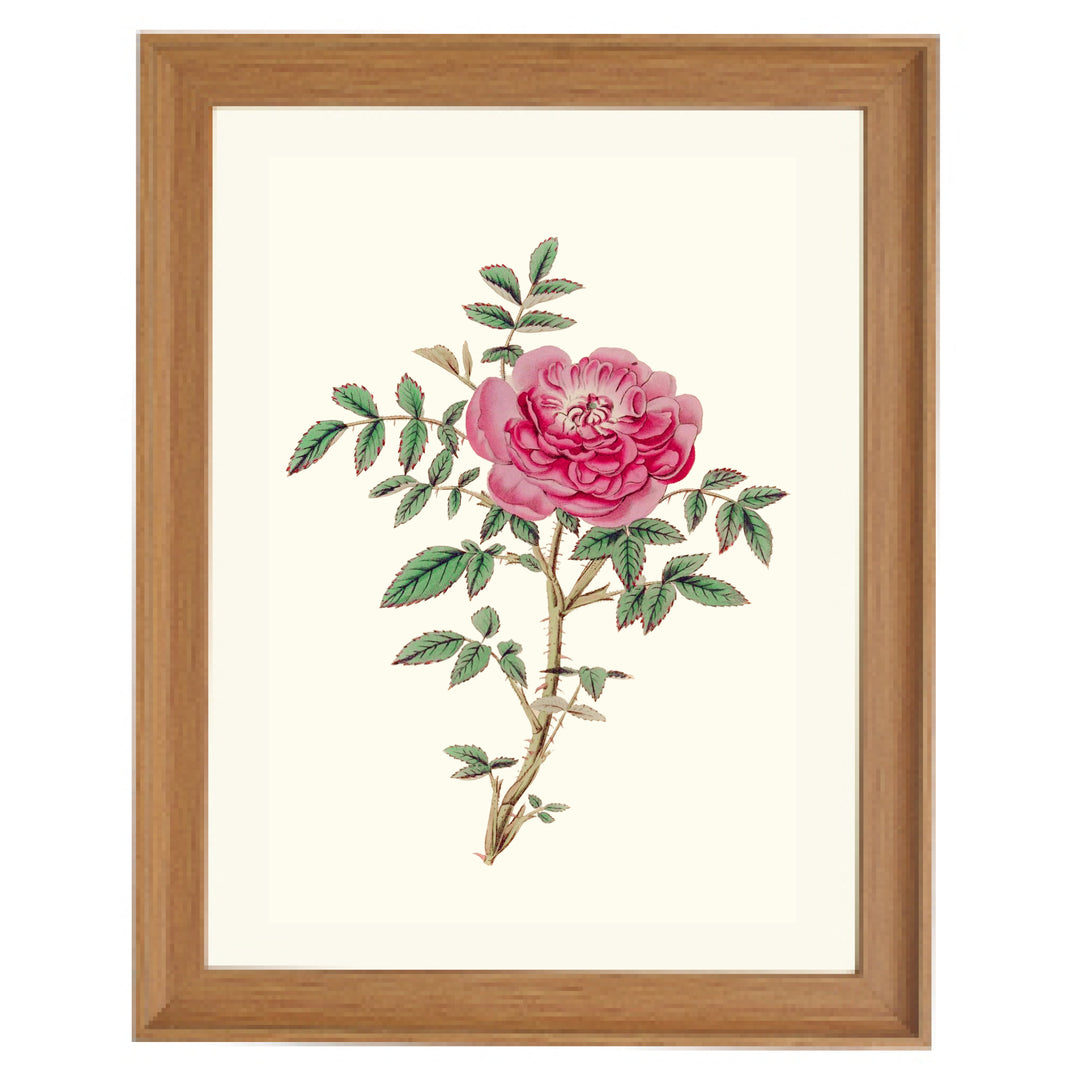 Rosa Microphylla Art Print