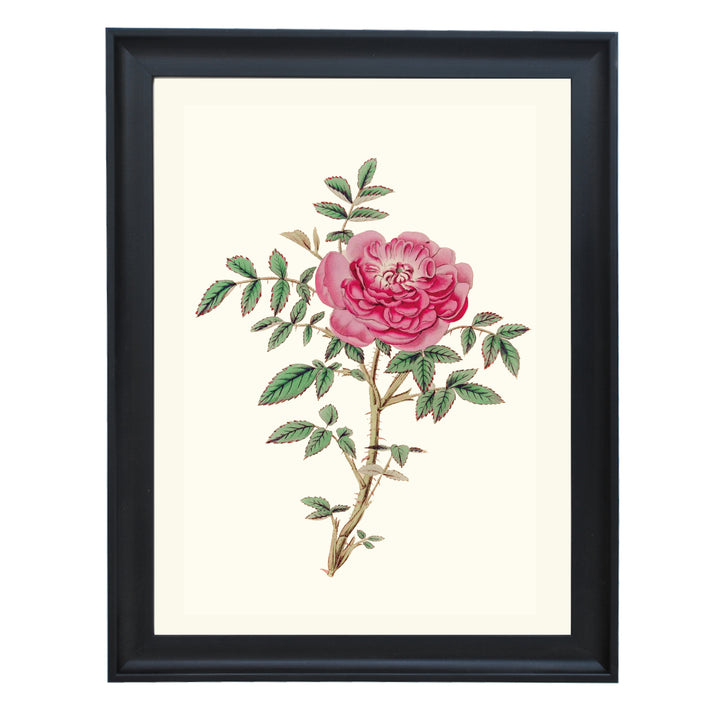 Rosa Microphylla Art Print