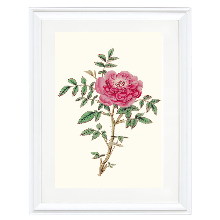 Rosa Microphylla Art Print