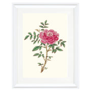 Rosa Microphylla Art Print