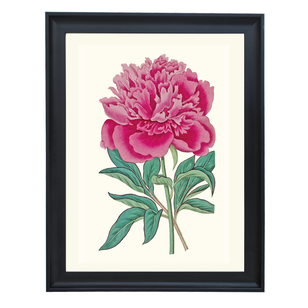 Vintage French Peony Art Print