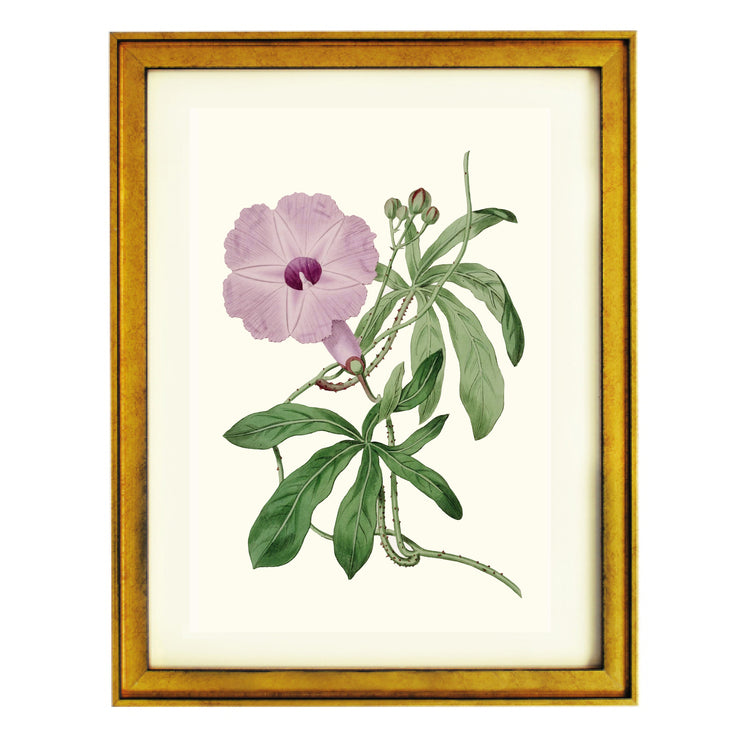 Ipomoea Setosa Art Print