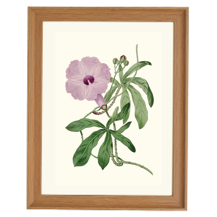 Ipomoea Setosa Art Print