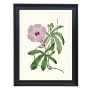 Ipomoea Setosa Art Print