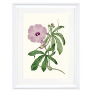 Ipomoea Setosa Art Print