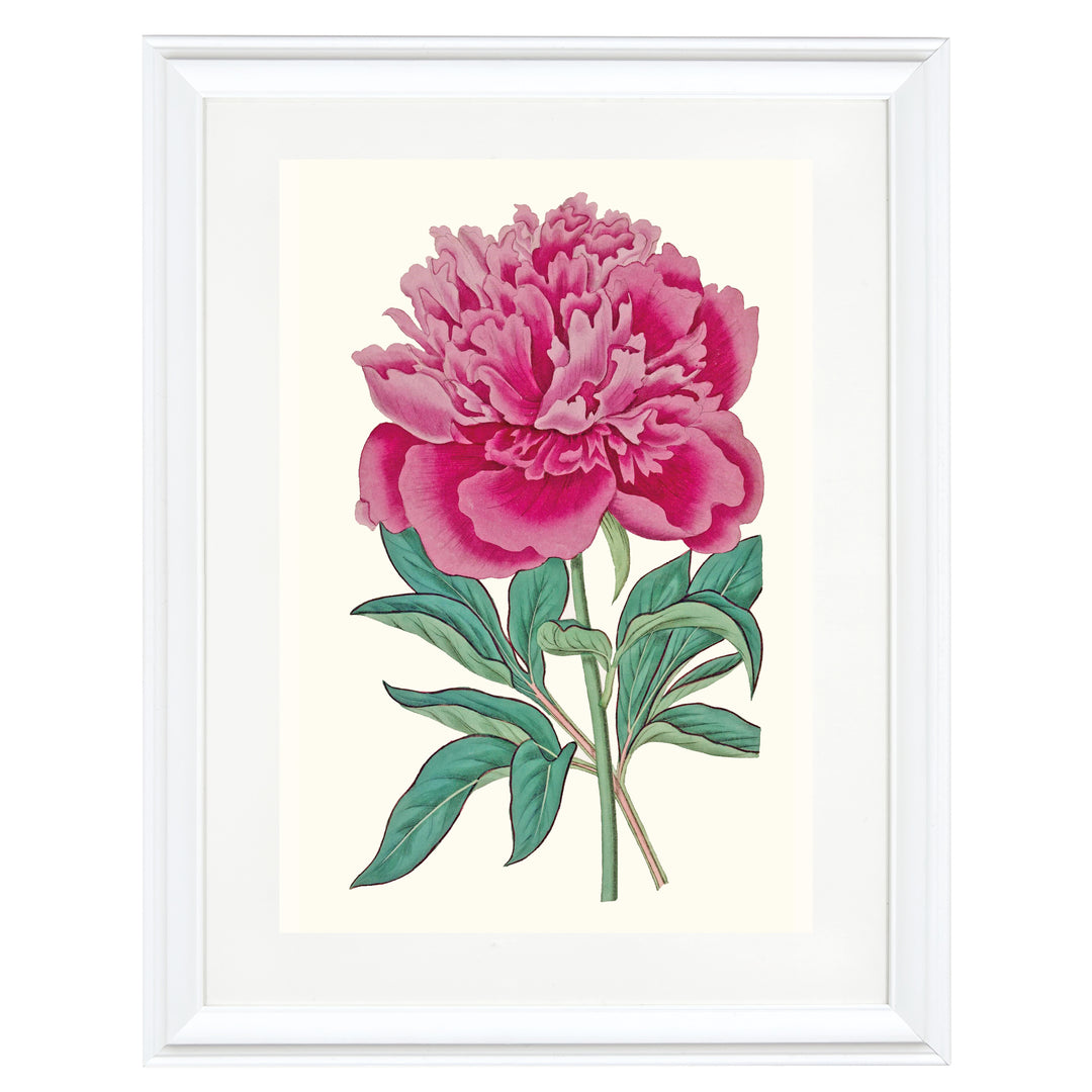 Vintage French Peony Art Print