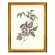 Hardenbergia Comptoniana Art Print