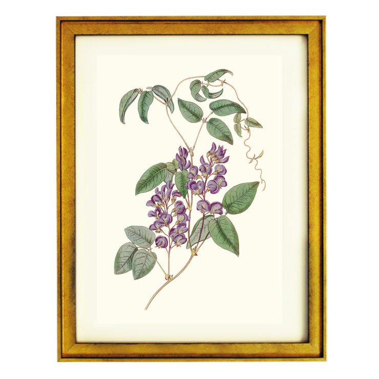 Hardenbergia Comptoniana Art Print