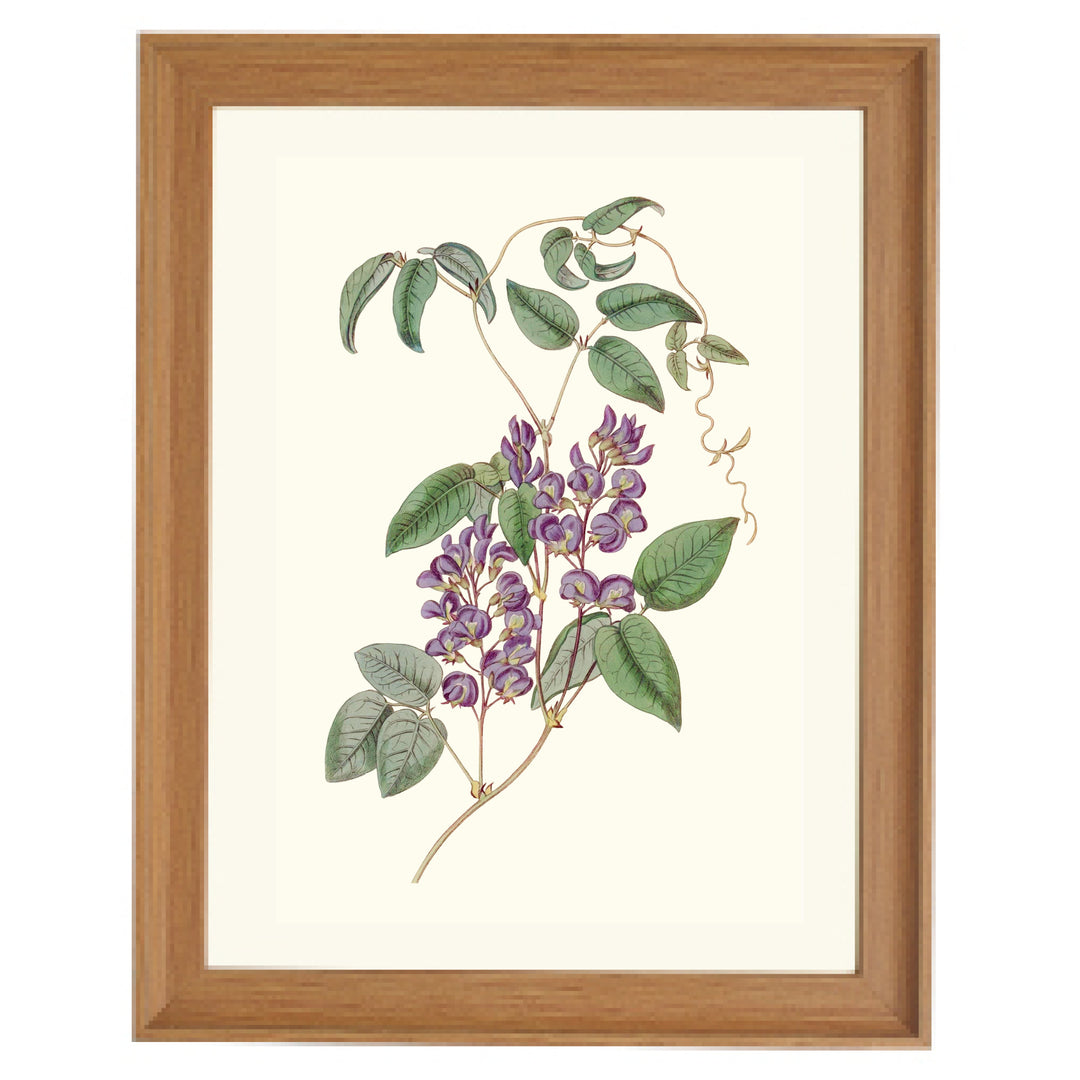 Hardenbergia Comptoniana Art Print