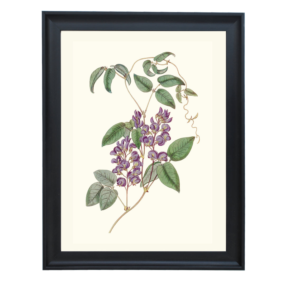 Hardenbergia Comptoniana Art Print