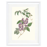 Hardenbergia Comptoniana Art Print