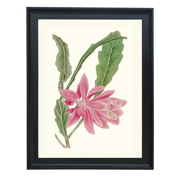 Disocactus Ackermannii Art Print