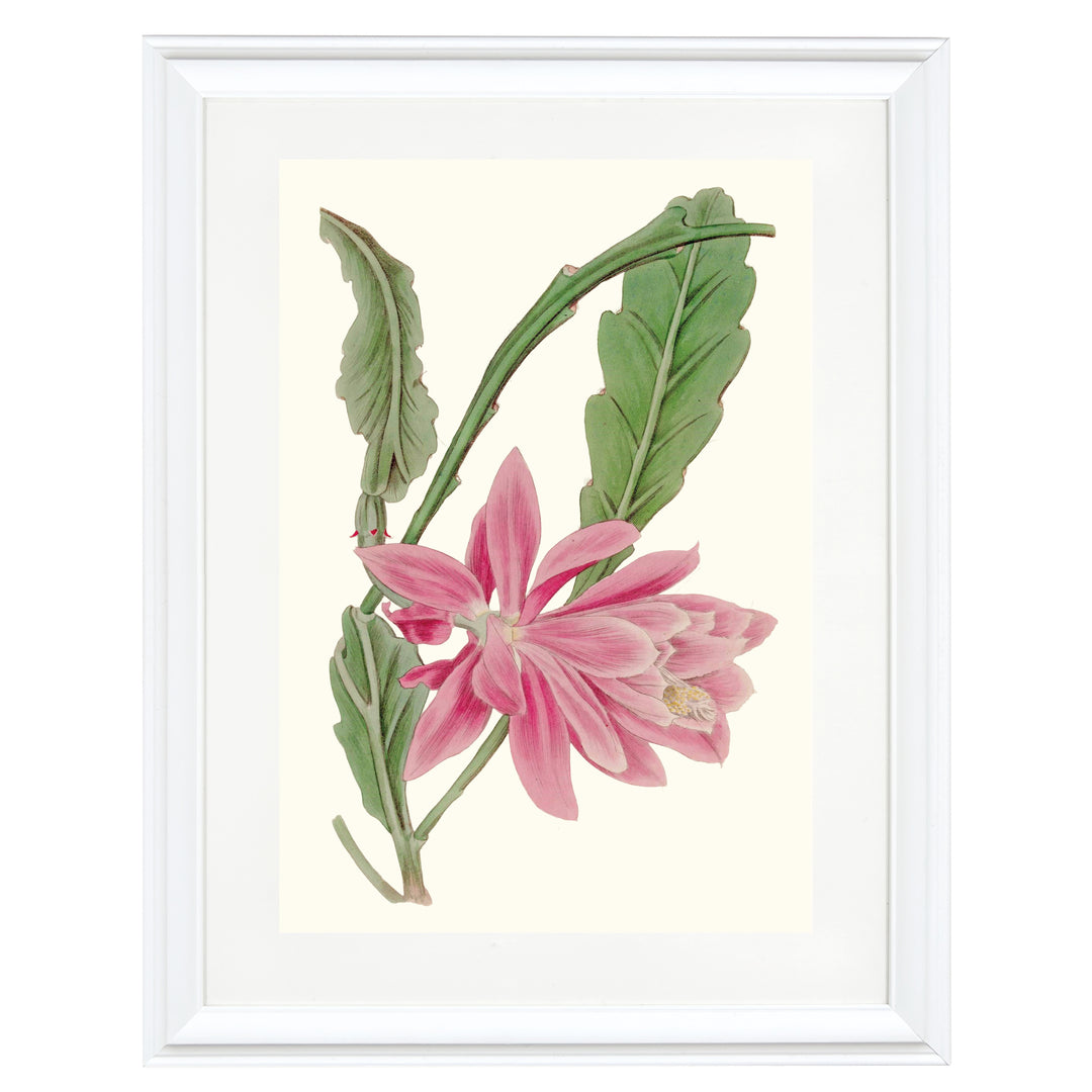 Disocactus Ackermannii Art Print