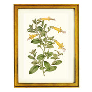 Vestia Foetida Botanical Art Print