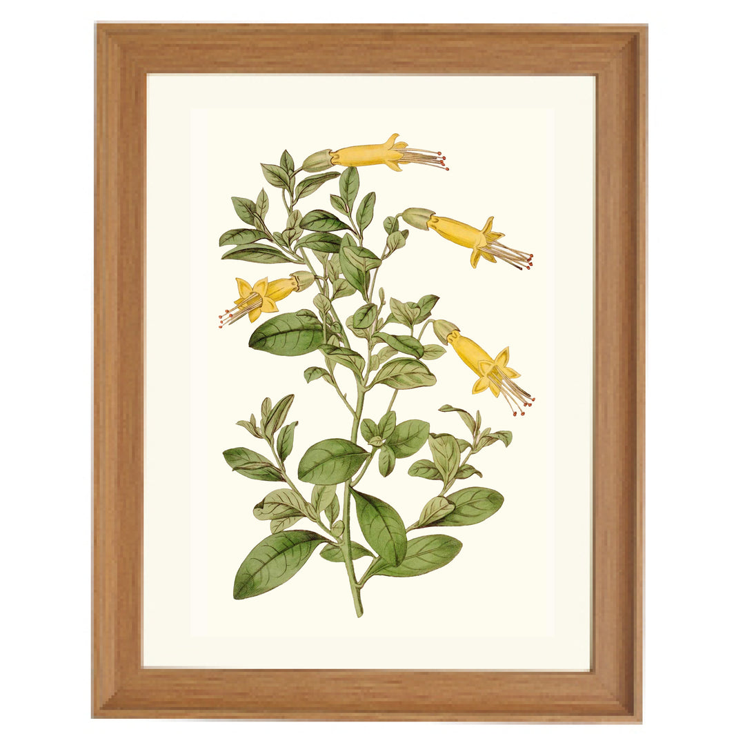 Vestia Foetida Botanical Art Print