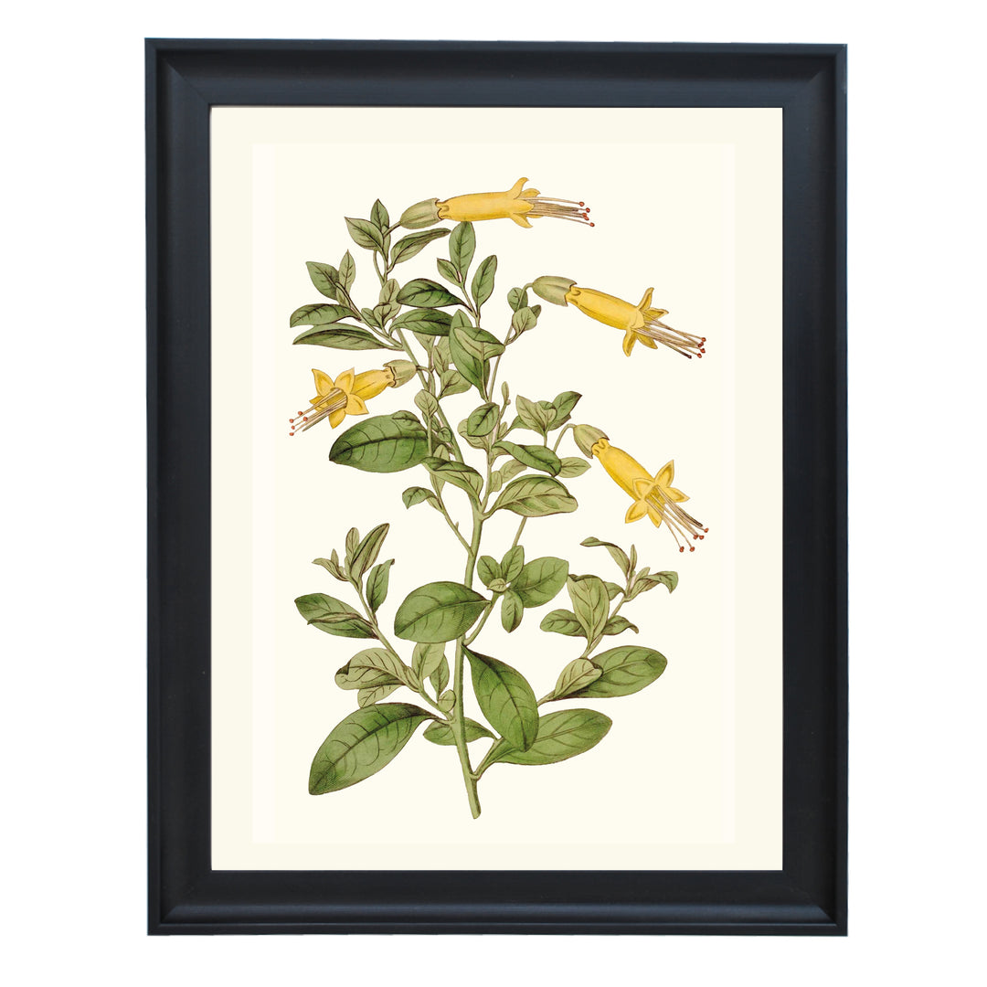 Vestia Foetida Botanical Art Print