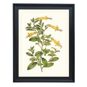 Vestia Foetida Botanical Art Print