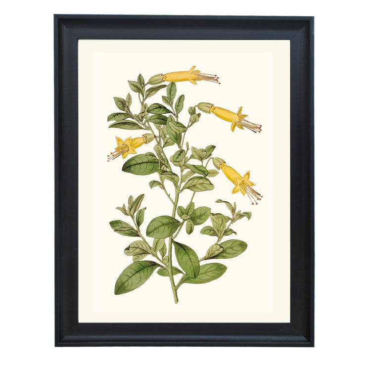 Vestia Foetida Botanical Art Print