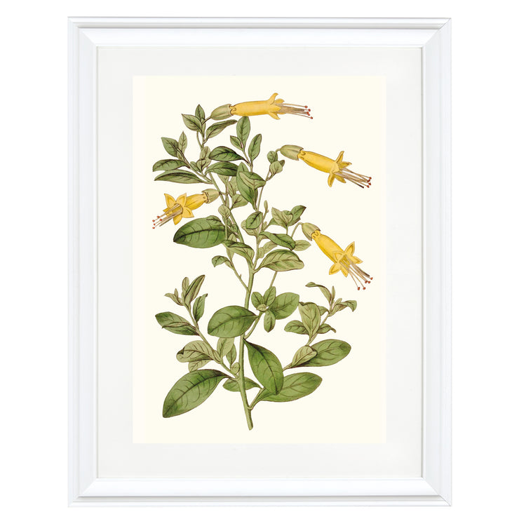 Vestia Foetida Botanical Art Print