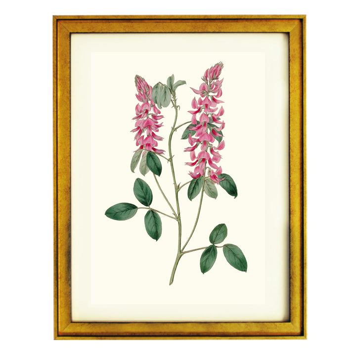 Vintage Indigofera Amoena Art Print