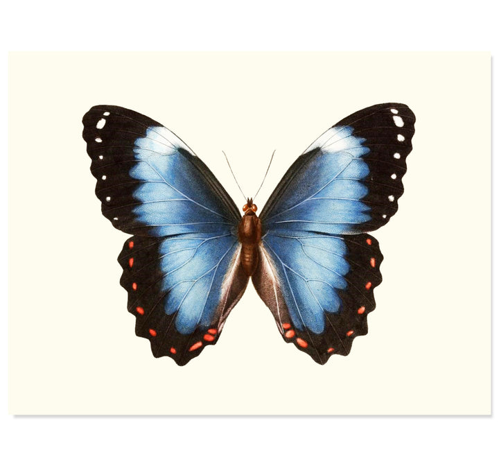 Blue-banded Morpho Butterfly Art Print