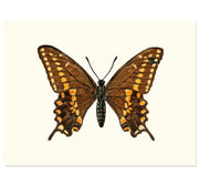 Swallowtail Butterfly Art Print