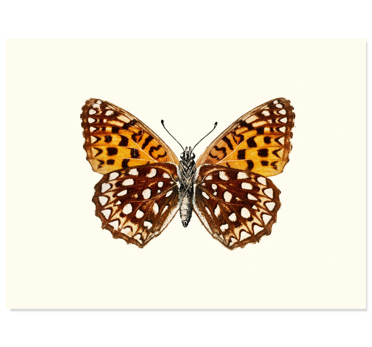 Atlantis Fritillary Art Print