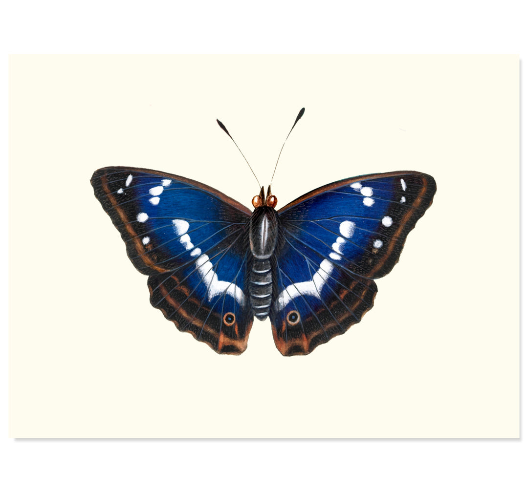 Purple Emperor Art Print