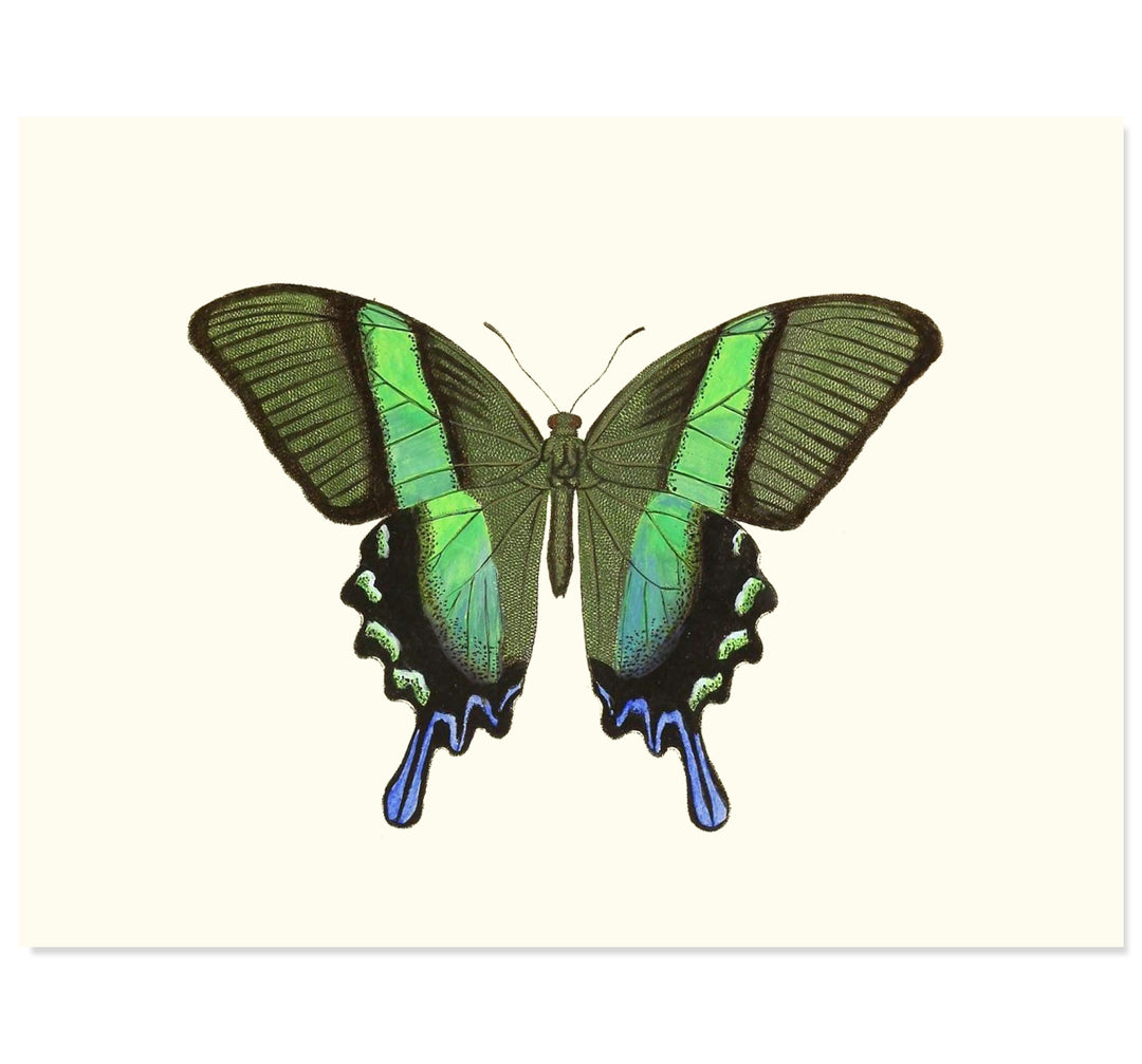 Green Swallowtail Art Print