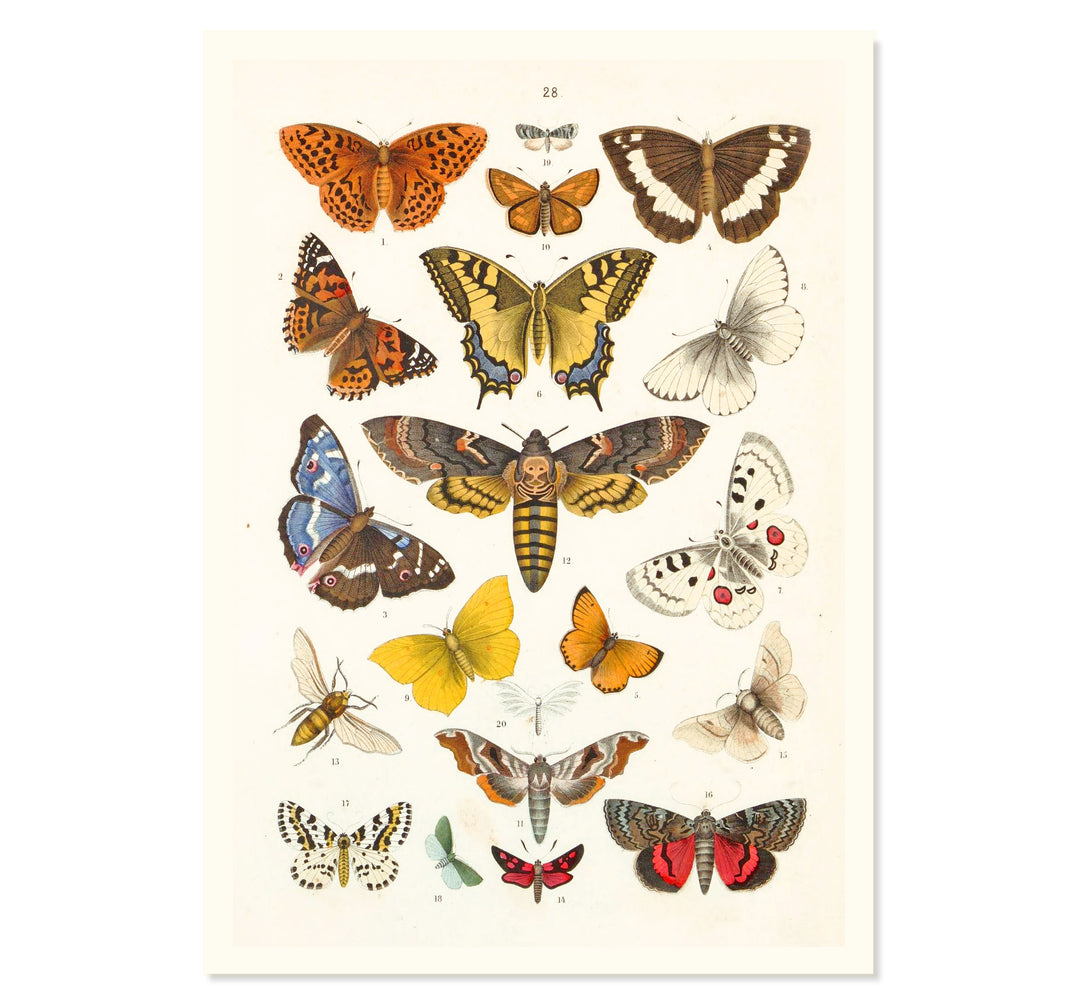 Kaleidoscope of Lepidoptera Art Print