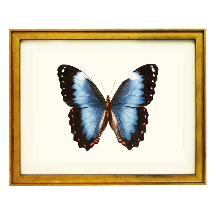 Blue-banded Morpho Butterfly Art Print