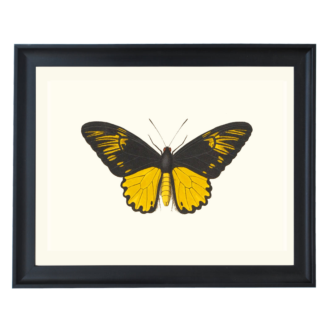 Troides Helena Art Print