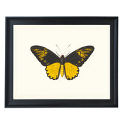 Troides Helena Art Print