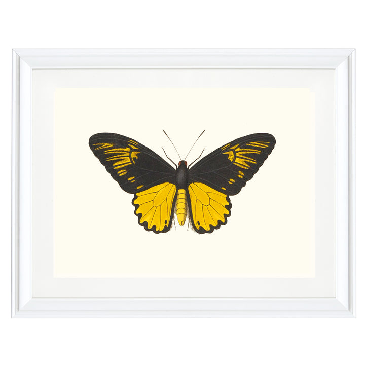 Troides Helena Art Print