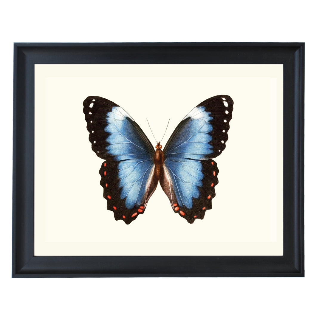 Blue-banded Morpho Butterfly Art Print