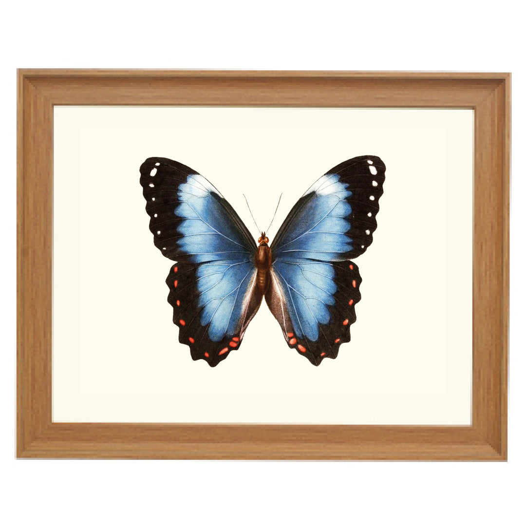 Blue-banded Morpho Butterfly Art Print