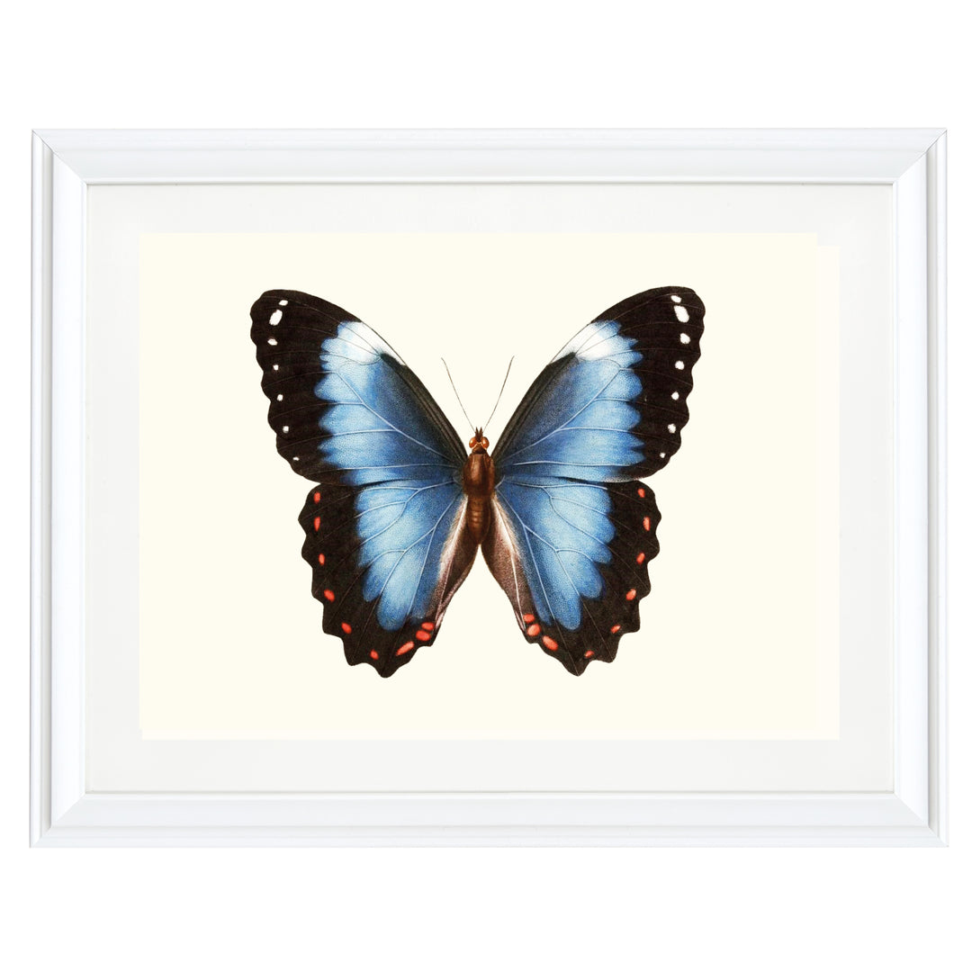 Blue-banded Morpho Butterfly Art Print