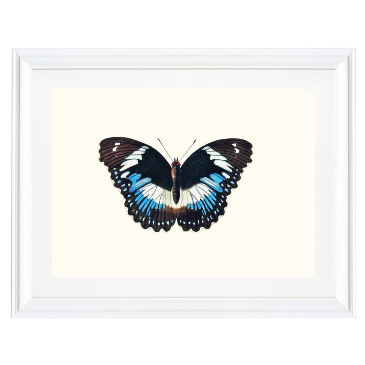 Blue Diadem Art Print