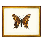 Swallowtail Butterfly Art Print